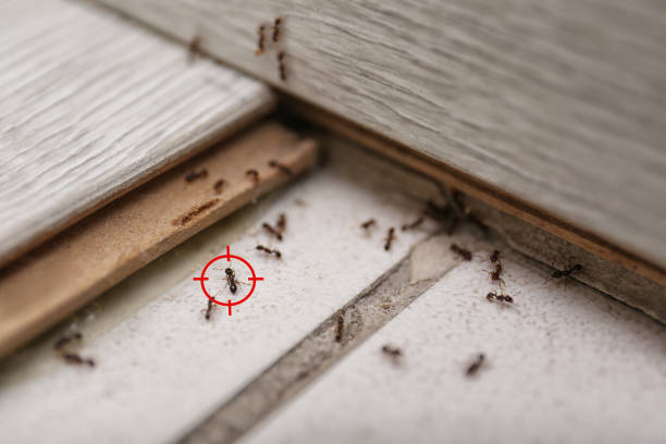 Best Spider Control Near Me  in Mesa, AZ