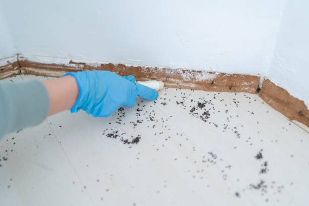 Best Wasp Removal Services  in Mesa, AZ